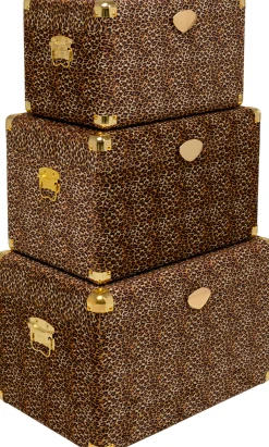 Kuferek Wild Animal Leo (3/Set)