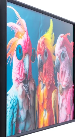 Obraz szklany Cockatoo Chatter 70x50cm