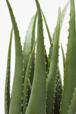 Roślina dekoracyjna Aloe 69 cm