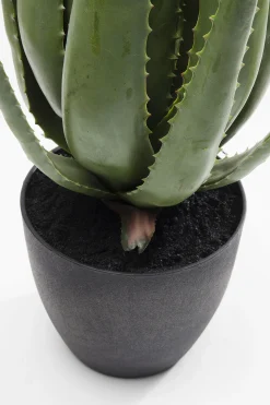 Roślina dekoracyjna Aloe 69 cm