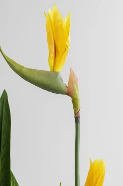 Roślina dekoracyjna Paradise Flowers 190 cm