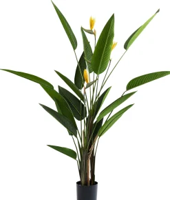 Roślina dekoracyjna Paradise Flowers 190 cm