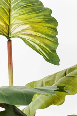 Roślina dekoracyjna Rainforest Red 170 cm kolorowa