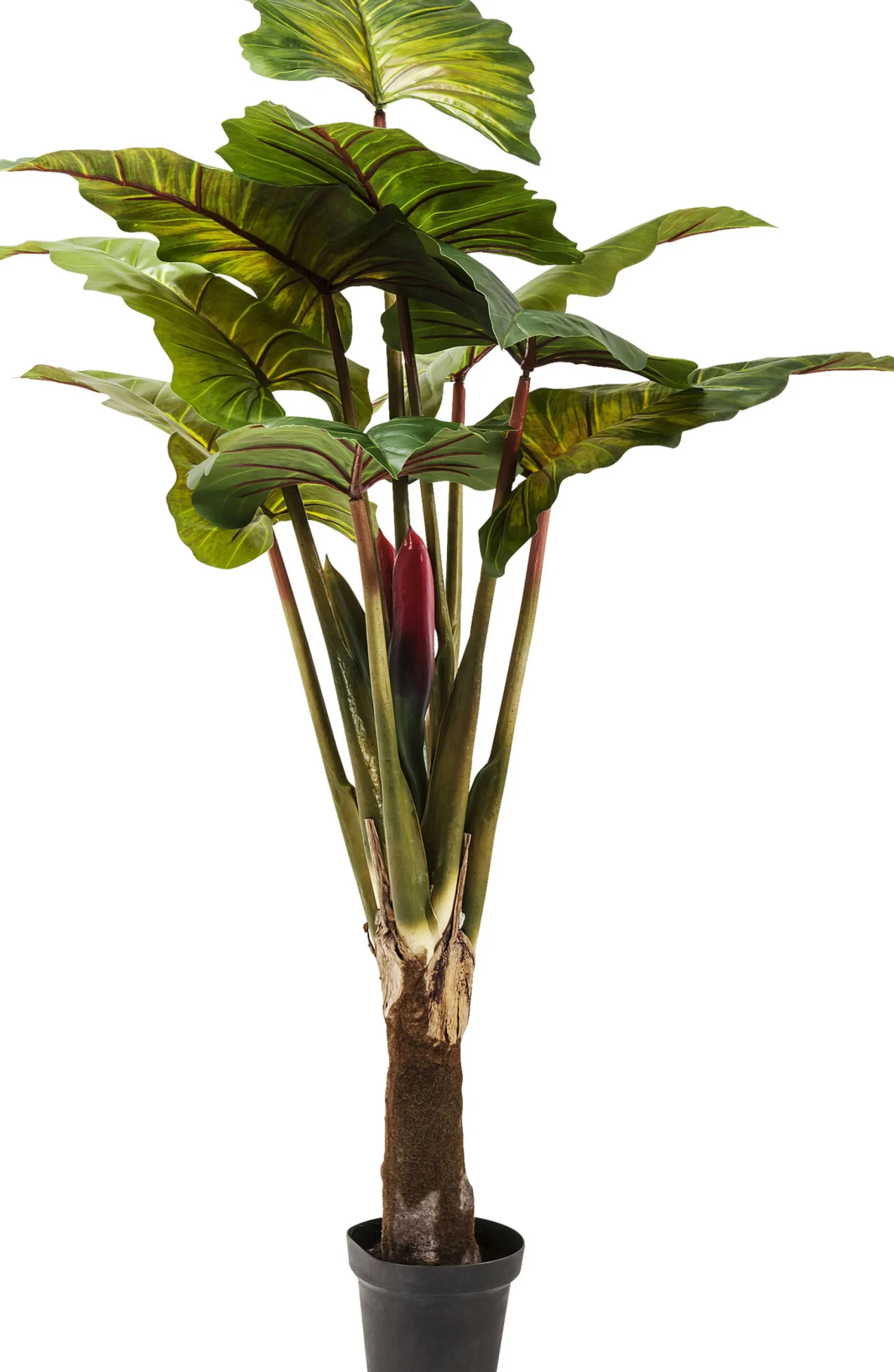 Roślina dekoracyjna Rainforest Red 170 cm kolorowa