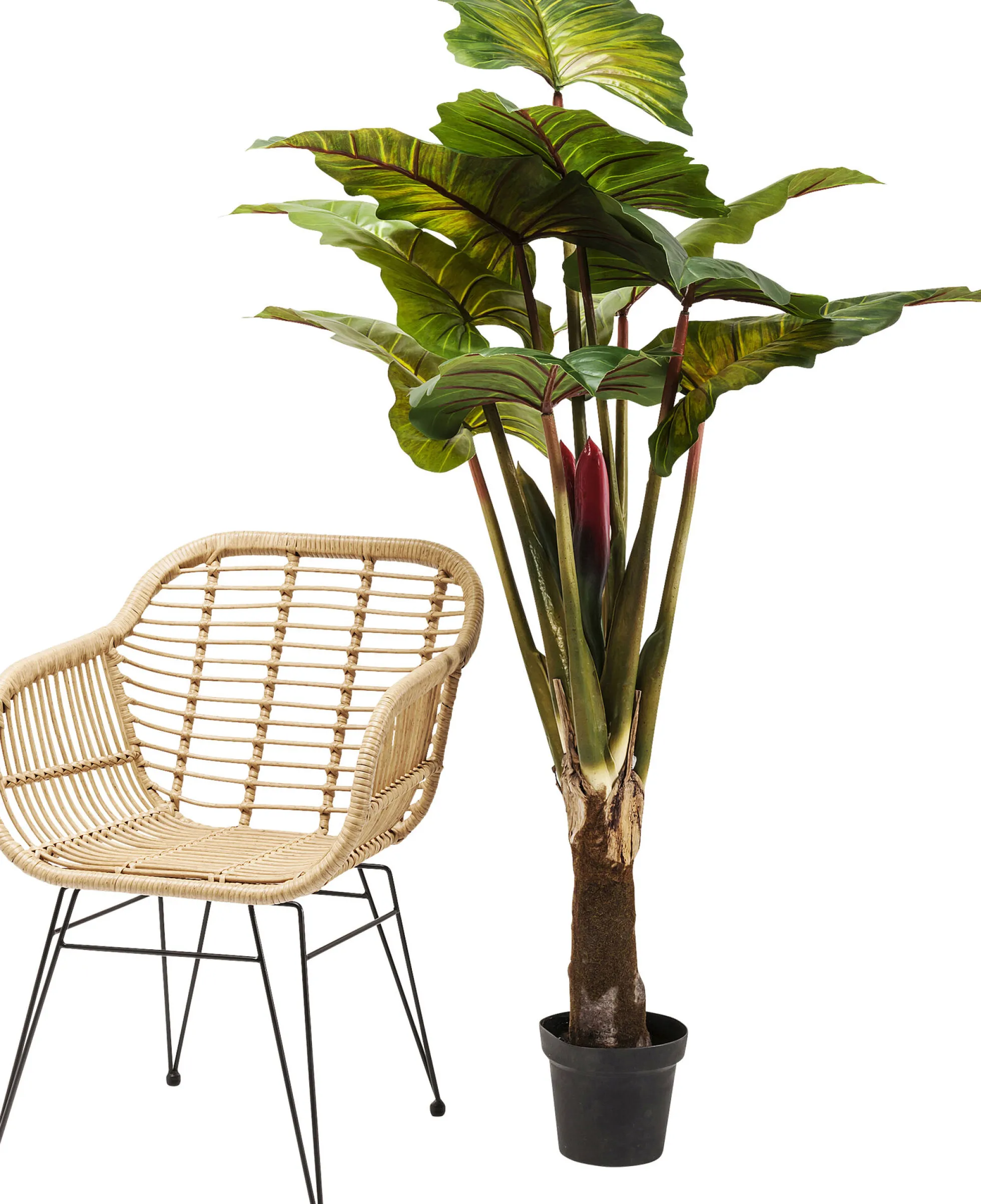 Roślina dekoracyjna Rainforest Red 170 cm kolorowa