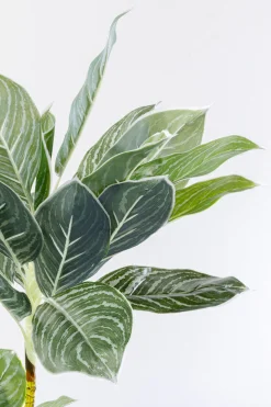 Roślina sztuczna dekoracyjna do salonu kalatea 140 cm