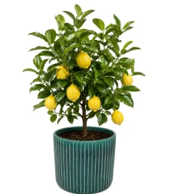 Wazon Cali zielony 39cm